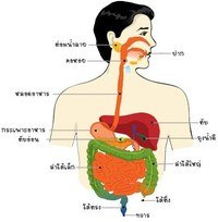 เอนไซม์ - ระดับชั้น 5 - Quizizz