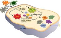 màng và vận chuyển - Lớp 3 - Quizizz