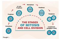 the cell cycle and mitosis - Year 8 - Quizizz