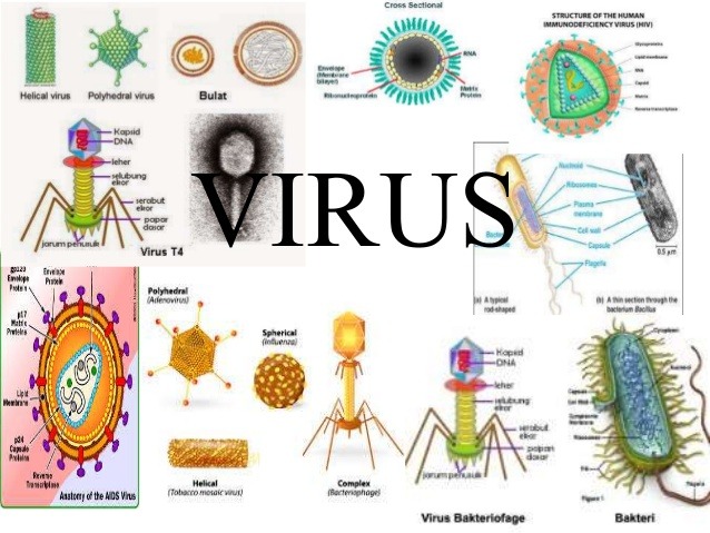 Materi genetik pada virus terdapat pada bagian
