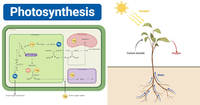 photosynthesis - Year 1 - Quizizz