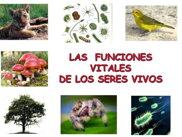 Los seres vivos | Science - Quizizz