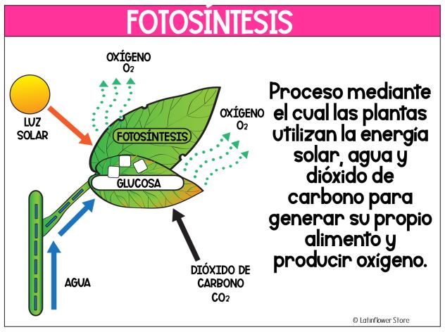 fotosíntesis - Grado 5 - Quizizz