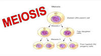 meiosis - Class 5 - Quizizz