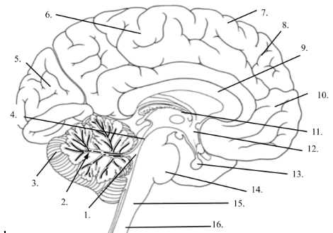 Label quiz brain anatomy Interactive Neuroanatomy