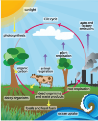 Cycles of Matter | Science Quiz - Quizizz