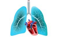 the circulatory and respiratory systems - Class 2 - Quizizz