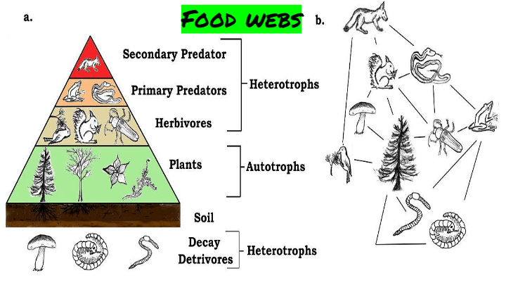 Food Webs | Science - Quizizz