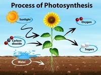 photosynthesis - Year 4 - Quizizz