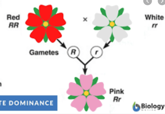 Biology - Complex Patterns of Inheritance Lesson - Quizizz