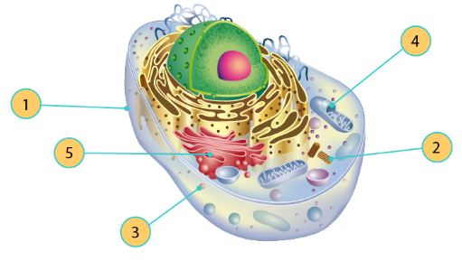 síntesis de arn y proteínas - Grado 6 - Quizizz