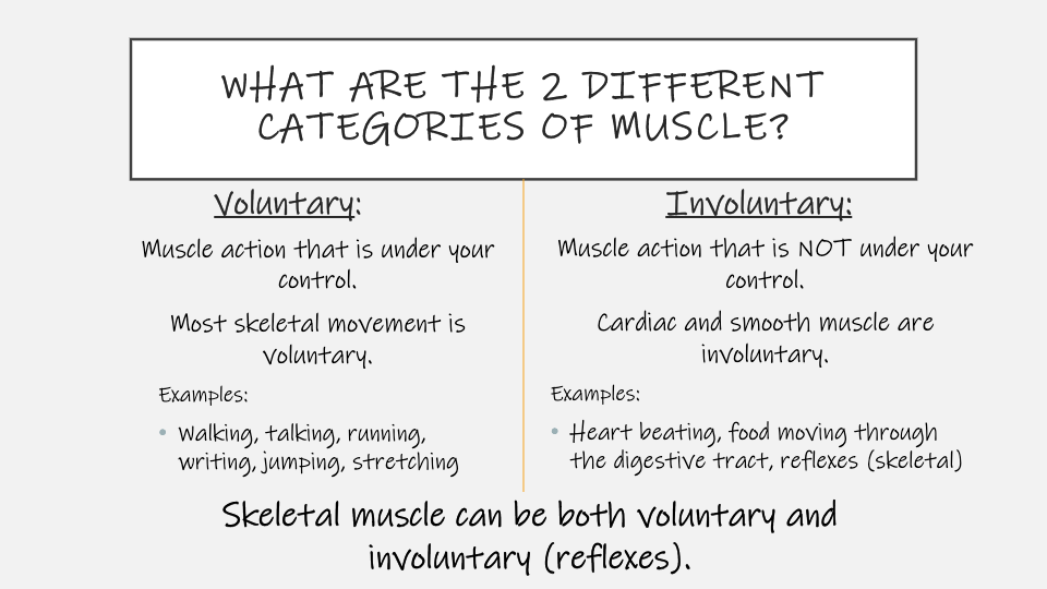 Intro to Muscular System | Science - Quizizz