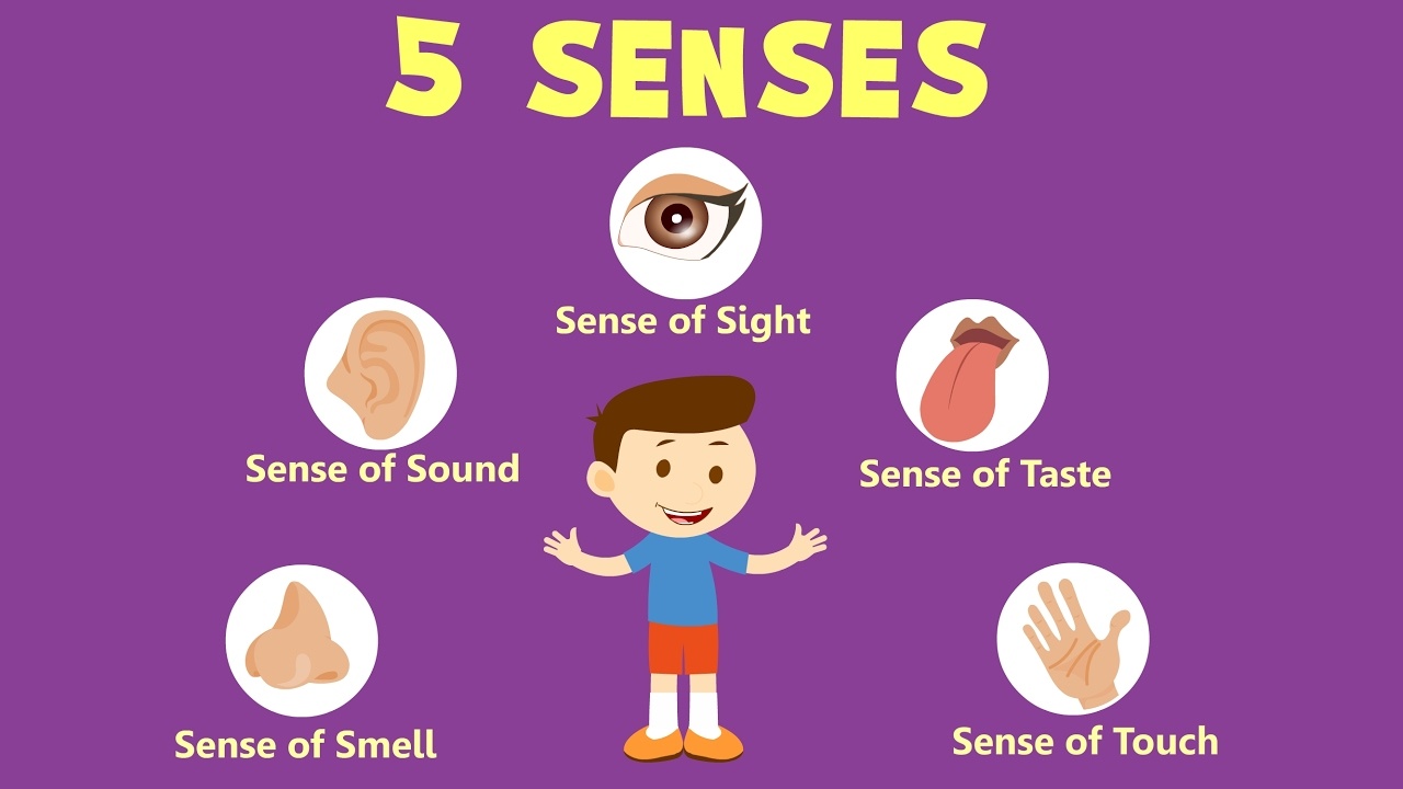 The 5 Senses - Class 4 - Quizizz