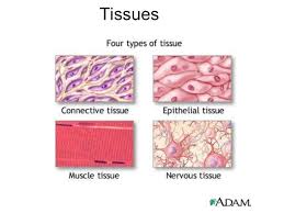 Tissues Review