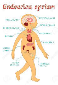 los sistemas nervioso y endocrino - Grado 3 - Quizizz