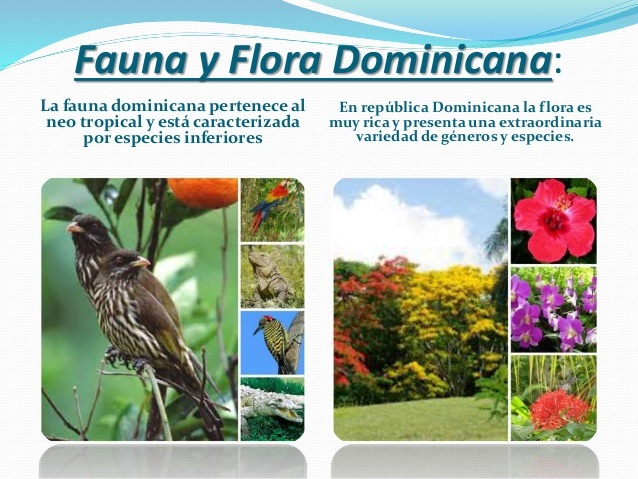 La flora y la fauna | Biology - Quizizz