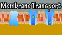 membranas y transporte - Grado 10 - Quizizz