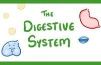 the digestive and excretory systems - Class 10 - Quizizz