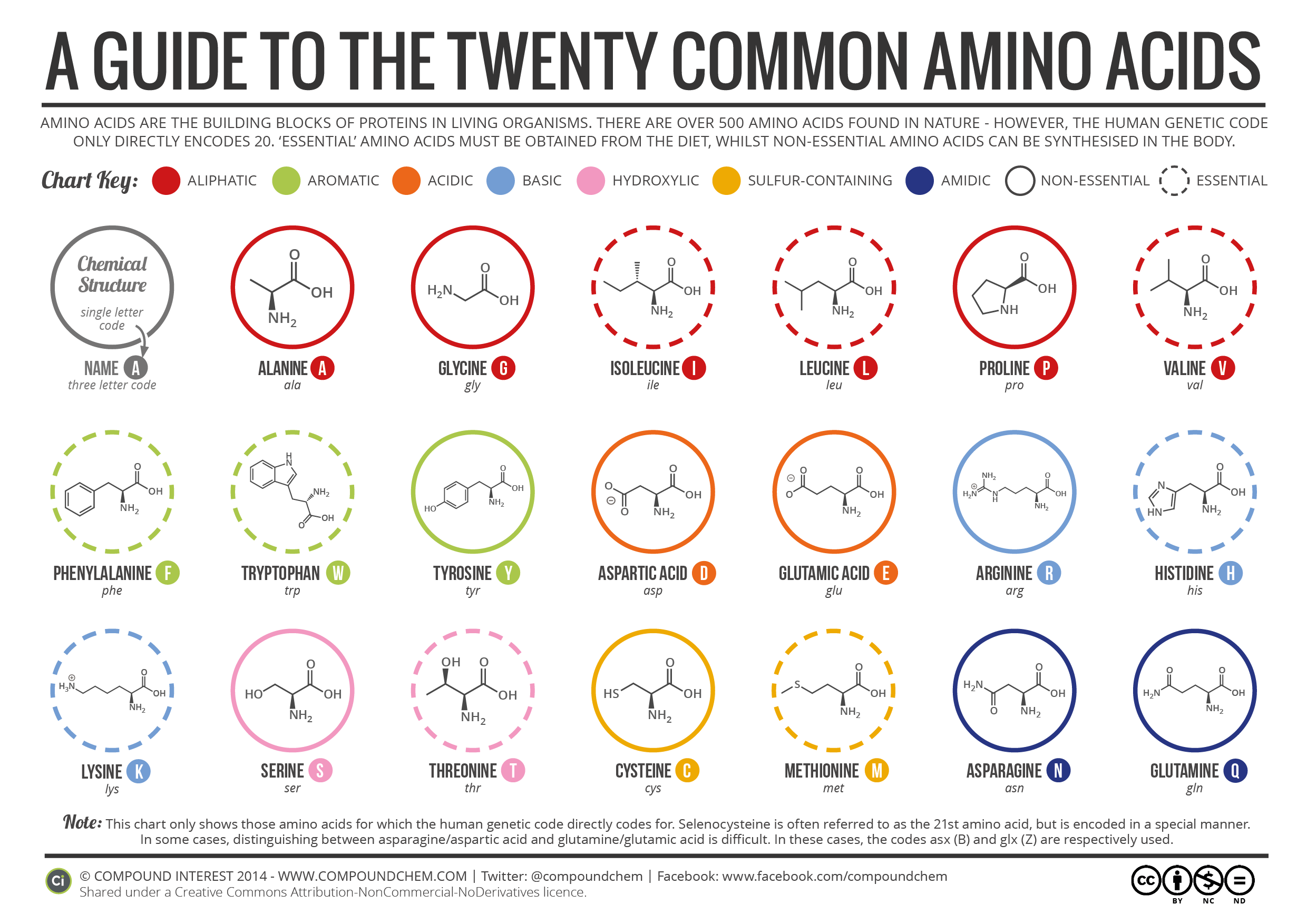 Amino Acids - Year 11 - Quizizz