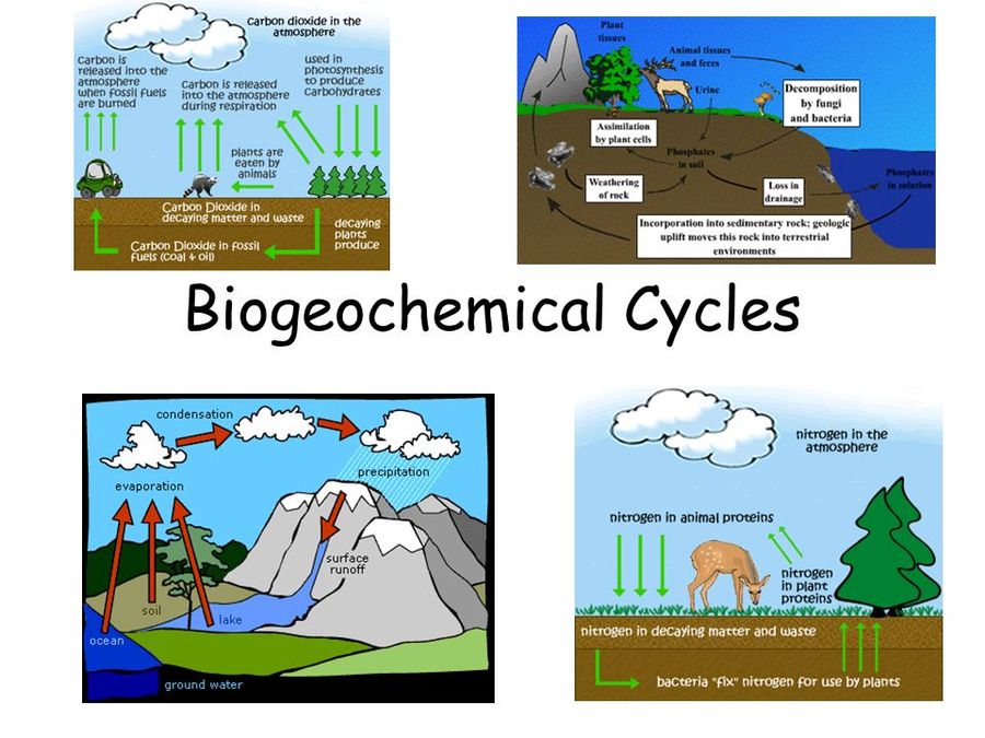 What Are The 3 Main Biogeochemical Cycles