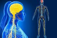 the nervous and endocrine systems - Class 7 - Quizizz