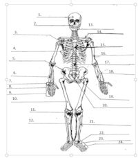 Skeletal System Review Game