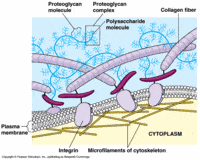 membranas y transporte - Grado 3 - Quizizz