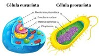 prokariota dan eukariota - Kelas 2 - Kuis
