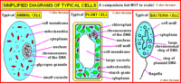plant cell diagram - Grade 7 - Quizizz
