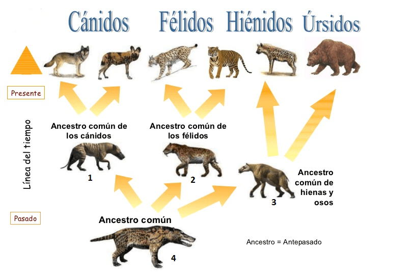 las focas y los perros comparten un ancestro común