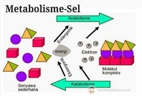 metabolisme - Kelas 7 - Kuis