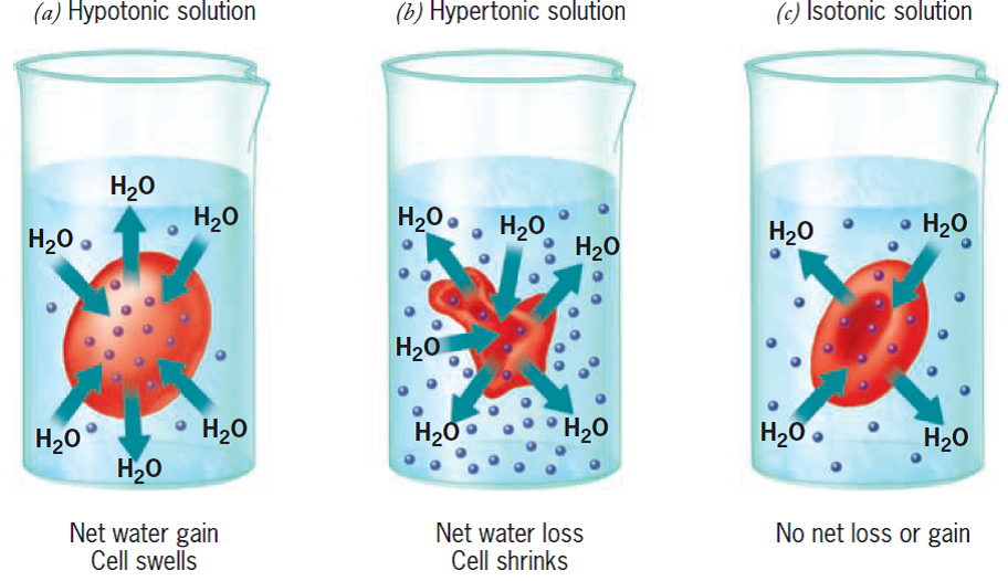 Cell Transport