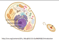 structure of a cell - Class 9 - Quizizz