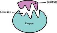 enzymes - Year 3 - Quizizz