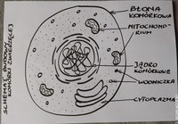 podział komórek - Klasa 1 - Quiz