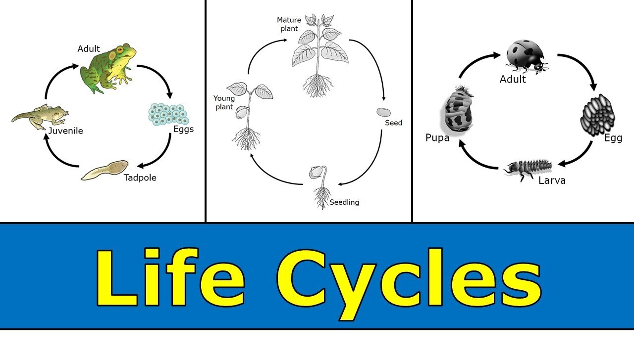 Science 4: Life Cycles