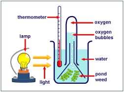 Factors affecting Photosynthesis | 711 plays | Quizizz