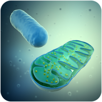 metabolizm Fiszki - Quizizz