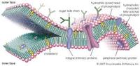 the cell membrane - Class 8 - Quizizz