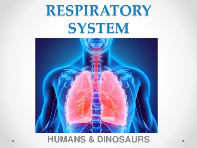 Respiratory System | Quizizz