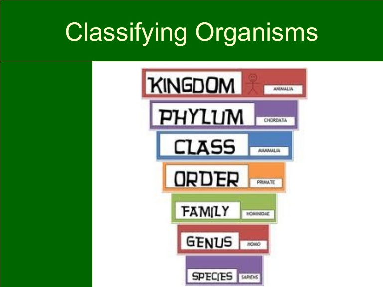 Classification of Living Things