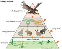 food chain - Class 12 - Quizizz