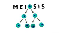 meiosis - Year 11 - Quizizz