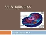 sistem pencernaan dan ekskresi - Kelas 9 - Kuis