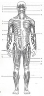 Muscle Labeling | Human Anatomy Quiz - Quizizz