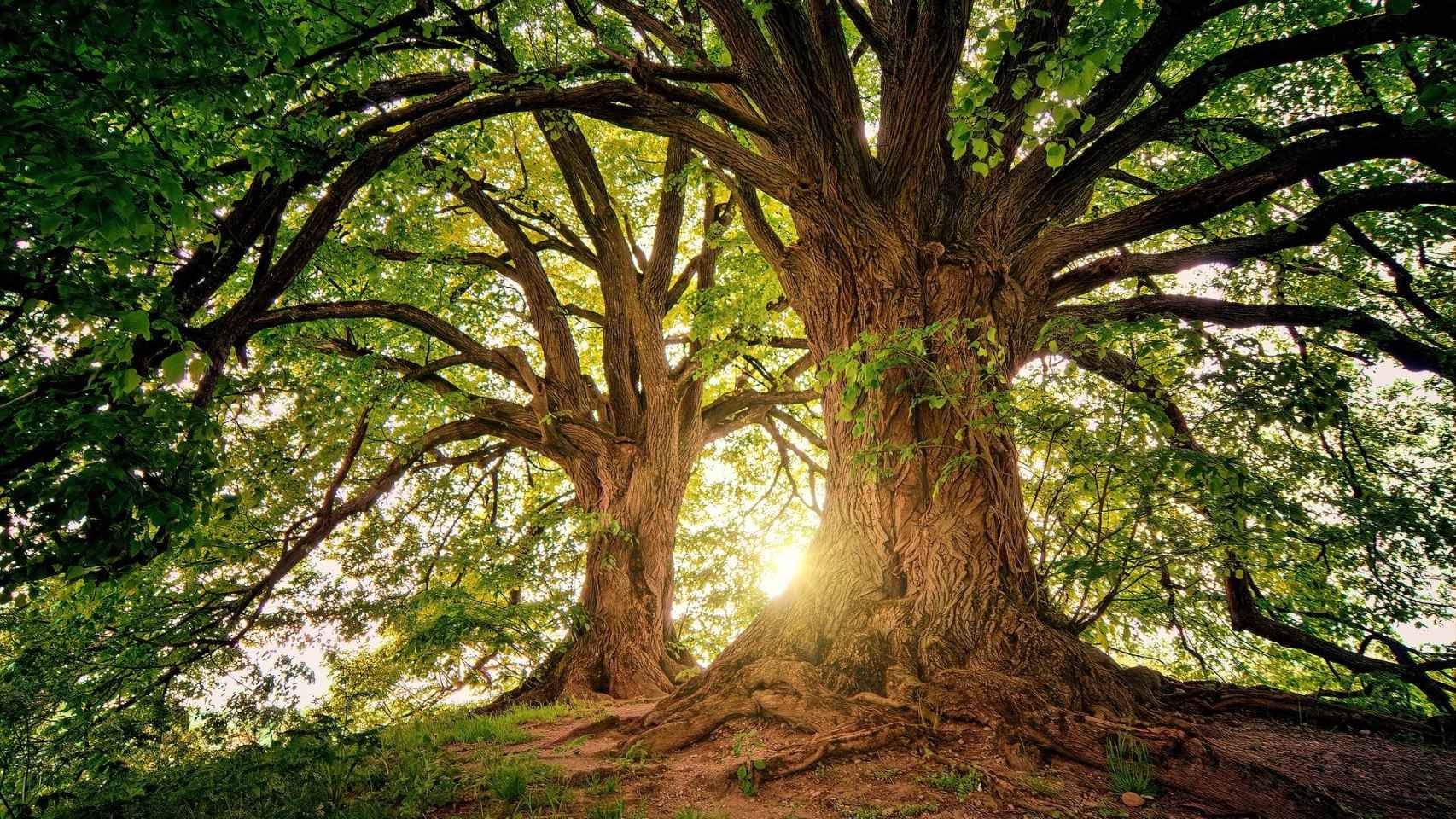 Ciencia medioambiental - Grado 6 - Quizizz