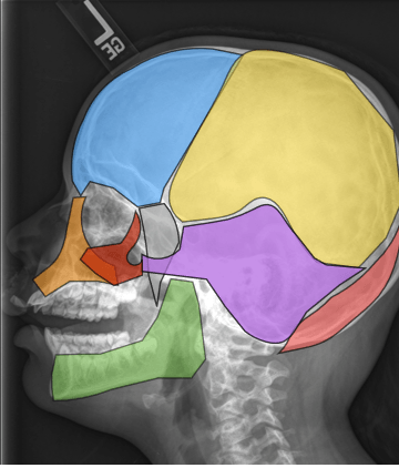 Tarjetas de anatomía Tarjetas didácticas - Quizizz