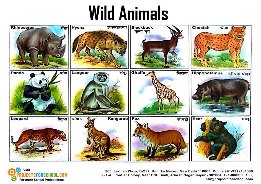 Should Wild Animals Be Kept as Pets | Reading Quiz - Quizizz