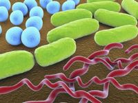 bakteri dan archaea Kartu Flash - Quizizz
