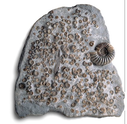 Rocks And Fossils | Quizizz